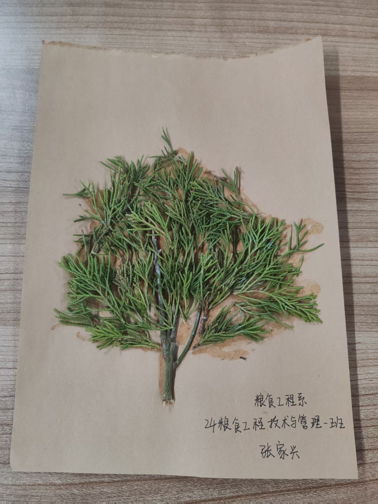 “植绿护绿，共筑绿色校园”环保创意征集活动优秀作品邀您欣赏～-德州职业技术学院粮食工程系